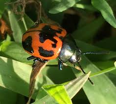 Swamp milkweed beetle showed up in late july in olive branch, ms. Milkweed Leaf Beetle Ewa Guide To The Insects And Spiders Of The Fells Us Inaturalist