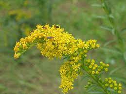 Seaside Goldenrod Visitors Showy Flowers Sempervirens Cottage Garden