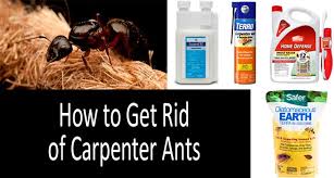 Top 18 Carpenter Ant Killers Best Baits And Insecticides In