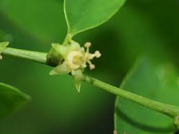 Image result for Cleistanthus schlechteri