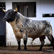 Bbc Cookies N Cream Animals With Horns Bull Cow Majestic Animals