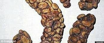 Recently, the practice of harvesting the coffee beans has come under scrutiny by animal rights activists who criticized the unsanitary, often the monkeys feast on ripe coffee berries then spit out the seeds, which they can not digest. Kopi Luwak Style Coffee Beans Passed Through Human Intestines By Home Brewer On Sale For 30 A Pound Daily Mail Online