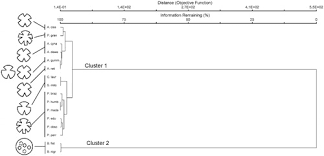 Image result for Schlechterina mitostemmatoides