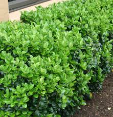Coprosma repens 'tequila sunrise' coprosma is an evergreen shrub or small tree, foliage can be variegated, green and red, and changes colour through the season. Go Gardening Helping New Zealand Grow Garden Inspiration Tips And Advice From The Expert