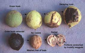 The walnut crop yield depends on the number of female flowers produced. Plant Spotlight Black Walnut Juglans Nigra Philadelphia Orchard Project