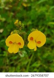 Image result for Smithia