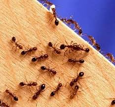 Get Rid Of Ants With Cornmeal Put Small Piles Of Cornmeal Where You See Ants They Eat It Take It Home Can Ameisen Loswerden Just In Case Praktische Tipps