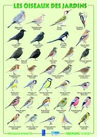 resultat de recherche d images pour oiseaux de jardin oiseaux des jardins oiseaux du ciel oiseaux