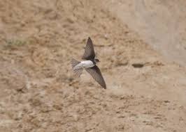 Hirondelles et martinets, un patrimoine protger pourquoi limportance du suivi le suivi en ile de france lenqute hirondelle descriptions et objectifs de lenqute comment entrer les donnes et contribuer lenqute ? Quelle Difference Entre Hirondelle Et Martinet Instinct Animal