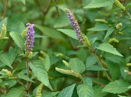 Image result for Isoglossa ciliata