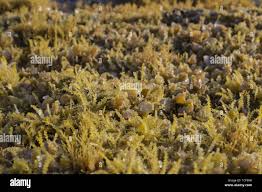 Image result for Polyspatha oligospatha