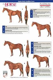 Weight Chart Horses Horse Weight Horse Care