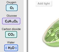 Student Exploration Cell Energy Cycle Pdf Free Download