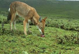 The rats live in vast networks of tunnels that are only large enough for them to get their own pudgy heads through. Oral Vaccination Protects Ethiopian Wolves Africa S Most Endangered Carnivore Africa Geographic