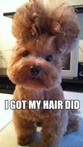 The Woes Of Having Curly Hair Cute Animals Cute Baby Animals Funny Animals