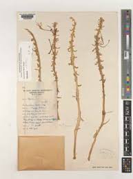 Image result for Sansevieria dawei