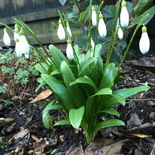 We did not find results for: Brighter Gardens