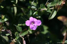 Image result for Barleria rotundifolia