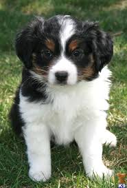 Black And Tan Australian Shepherd Puppies For Sale Beautiful Tri Color Mini Aussie Pup Aussie Puppies Miniature Australian Shepherd Australian Shepherd