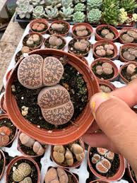 Image result for Lithops
