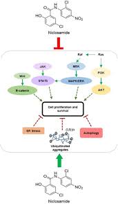 Niclosamide is an antihelminthic used for the treatment of tapeworm infections. Niclosamide Induces Protein Ubiquitination And Inhibits Multiple Pro Survival Signaling Pathways In The Human Glioblastoma U 87 Mg Cell Line
