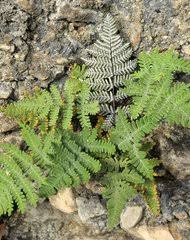 Image result for Pityrogramma aurantiaca