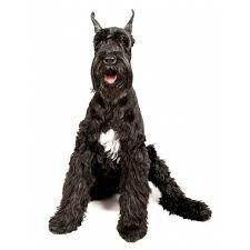 Puppies For Sale Near Me Find Your Puppy Vip Puppies Giant Dog Breeds Giant Dogs Giant Schnauzer For Sale