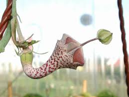 Image result for Ceropegia haygarthii