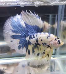 Betta Fish Betta Fish Ideas Bettafish Fishbetta White Yellow Blue Marbled Koi Betta Fish A12 Live Betta Fish 49 95 End Dat Koi Betta Betta Betta Fish
