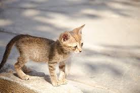 Telif Ucretsiz Gumus Tabby Yavru Kedi Fotograflari Piqsels