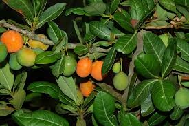 Image result for Garcinia livingstonei