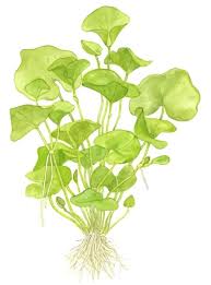 Image result for Nymphoides brevipedicellata