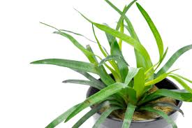 Image result for Eriocaulon buchananii