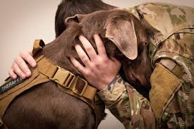 We did not find results for: Military Dog Adoption How Can Civilians Rehome A Retired Service Dog