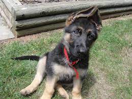 The german shepherd has a litter size of 4 to 9 puppies. 10 Week Old German Shepherd Common Information And Pictures