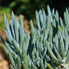 Image result for tbn:HNtrRnQBmFuaxM::www.bluechopsticks.com/img_large/800CC_0805S1015.jpg