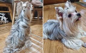 Image result for white yorkshire terrier