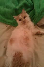 Has A Three Legged Cat Named Lyra Jane After Lyra Silvertongue And Jane Eyre Cat Names Cats Kitty