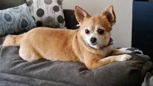 My Summer Haircut Chihuahua Corgi Summer Haircuts