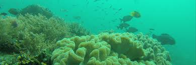 Jun 06, 2017 · nah kali ini akan dibahas mengenai contoh hidup rukun di sekolah, rumah, dan keluarga yang bisa anda lakukan atau anda ajarkan pada anak anak anda. Surga Bawah Laut Dunia Adalah Raja Ampat Indonesia Kaya