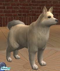 It is easier to figure out what kind of dog you are getting with a pomchi, though, because there are many shared traits between pomeranians. Songe S Pomeranian Chihuahua Mix
