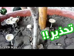 See more of ‎تعليم السحر الاسود سحر هاروت وماروت السحر السفلي في سوريا‎ on facebook. Ø§Ø³Ø¨Ø§Ø¨ Ø¸Ù‡ÙˆØ± ÙØ·Ø± ÙÙ‰ Ø§Ù„ØªØ±Ø¨Ø© ÙˆÙ‡Ù„ ÙƒÙ„ Ø§Ù„ÙØ·Ø± ØµØ§Ù„Ø­ Ù„Ù„Ø§ÙƒÙ„ Youtube