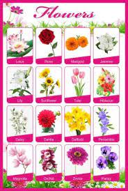 If i say name the flowers as many as you can how much you can? Flowers Knowledge For Kids Home And School A3 Size Flower Name Buy Flowers Knowledge For Kids Home And School A3 Size Flower Name By Kritika Arts At Low Price In