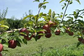 The apple is a deciduous tree, generally standing 2 to 4.5 m (6 to 15 ft) tall in cultivation and up to 9 m (30 ft) in the wild. 27 High Density Apple Orchard Ideas Apple Tree Apple Orchard Orchard