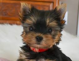 How much are morkie puppies for sale? Yorkies For Sale Teacup Yorkie Puppies For Sale Parti Yorkies Teacup Yorkie Puppy Yorkie Puppy Yorkie Puppy For Sale