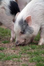 The reason is there are many pet guinea pigs for sale results we have discovered especially updated the new coupons and this process will take a while to present the best. This Little Piggy Texas Co Op Power