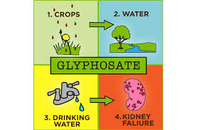 Image result for daily health glyphosate