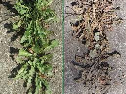 Check spelling or type a new query. This Is How Weed Control With Hot Water Works Mantis Ulv
