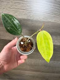 Image result for Polystachya spatella