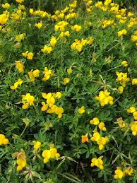 Image result for Lotus corniculatus